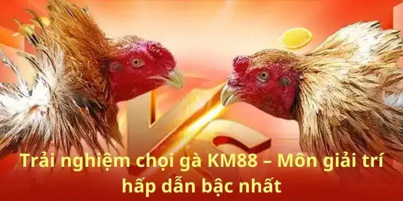 Trải nghiệm chọi gà KM88 – Môn giải trí hấp dẫn bậc nhất